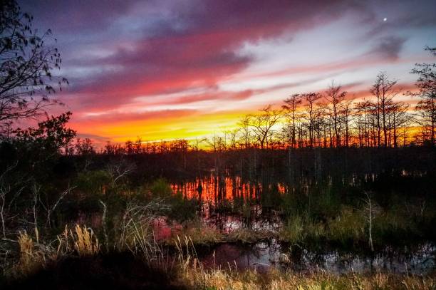 sunset through the trees of the swamps stock photo