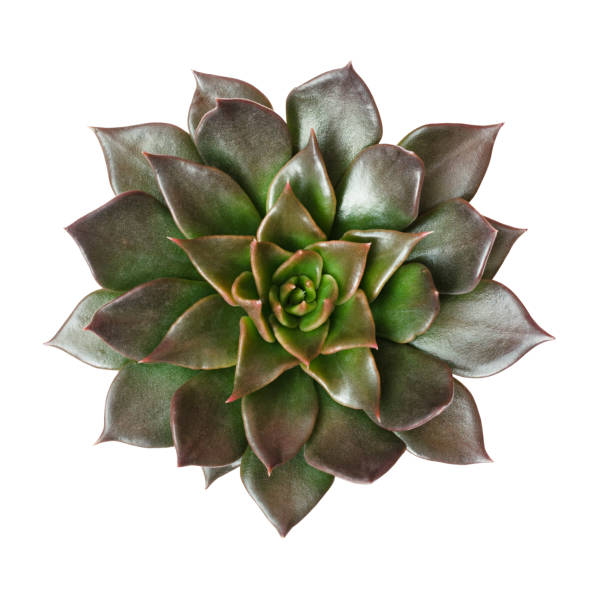 istock Closeup of succulent flower 912870880