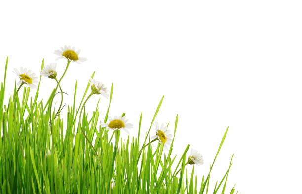 istock Daisy flowers and grass in corner arrangement 912870922
