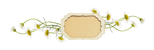 istock Daisy flowers and a paper frame with copy space 912870946