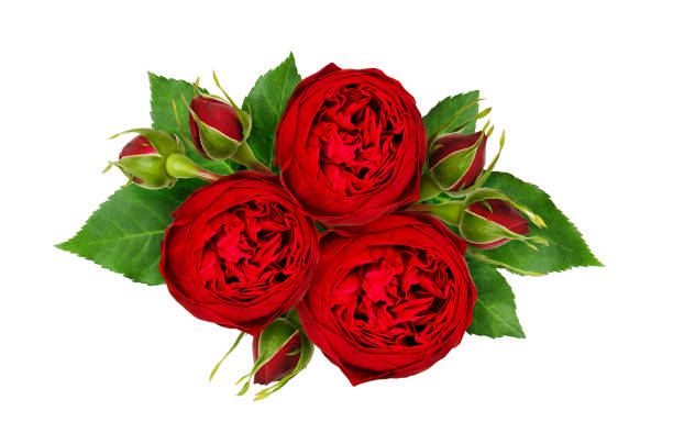 istock Holiday arrangement with red rose flowers and buds 912870954