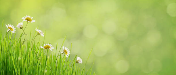 istock Daisy flowers and grass on green bokeh 912870956