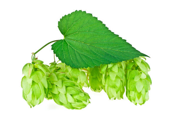 istock Branch of beautiful hops isolated on a white background 912871852