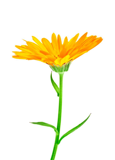 istock Calendula. Marigold flower with leaves isolated on a white background 912871882