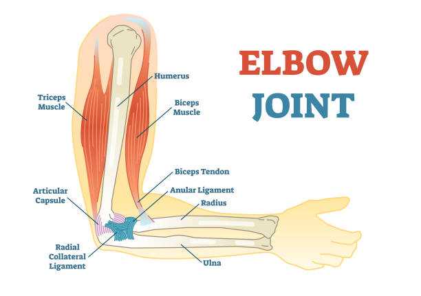 ilustraciones, imágenes clip art, dibujos animados e iconos de stock de codo diagrama ilustrado del vector común, plan médico. - ligament