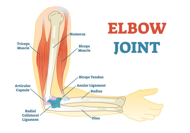 ilustrações de stock, clip art, desenhos animados e ícones de elbow joint vector illustrated diagram, medical scheme. - elbow