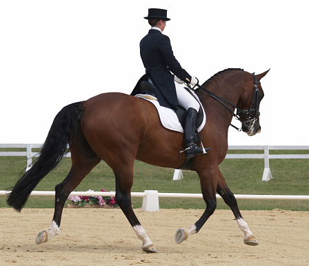 A horse in a dressage competition. Taken at The Horse of the Year 2007 in Hastings New Zealand Pic is isolated on white with a clipping path. 