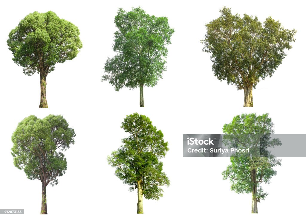 collections green tree isolated. green tree  isolated on white background. Tree Stock Photo
