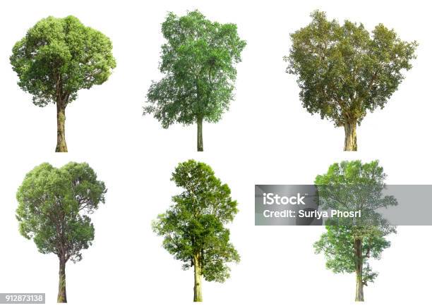 Collections Green Tree Isolated Green Tree Isolated On White Background Stock Photo - Download Image Now