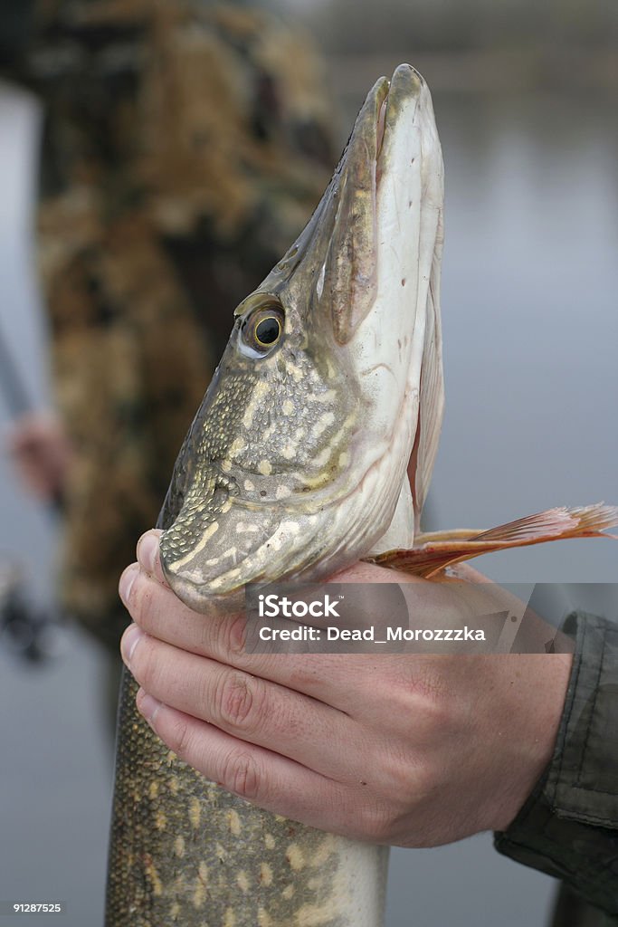 Pike A pike holding by fisherman's hand Animal Fin Stock Photo