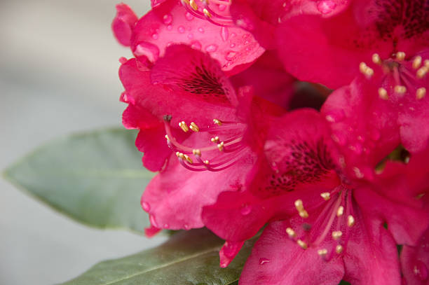 azalea (rhododendron) nach dem regen - azalea magenta flower red stock-fotos und bilder