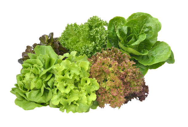 istock salad plant on white background 912878684