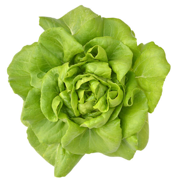 istock salad plant on white background 912878744