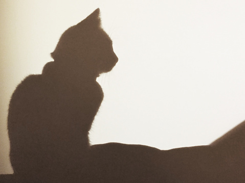 Blurry shadow of cat silhouette on the wall
