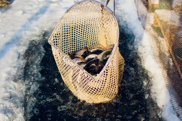 farm trout winter ice-hole fish lake catching a mace food