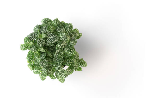 istock top view green plant in pot isolate on white background 912879530