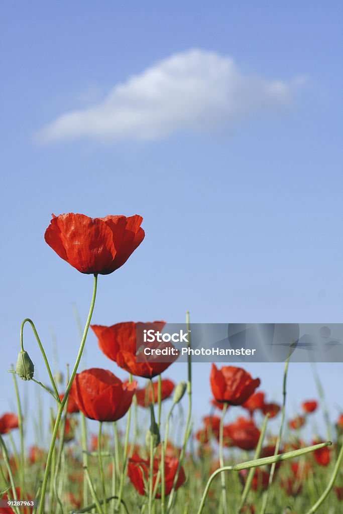 bright poppys and white cloud  Abstract Stock Photo