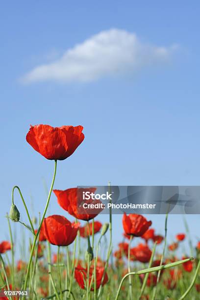 Bright Poppys And White Cloud Stock Photo - Download Image Now - Abstract, Agricultural Field, Agriculture