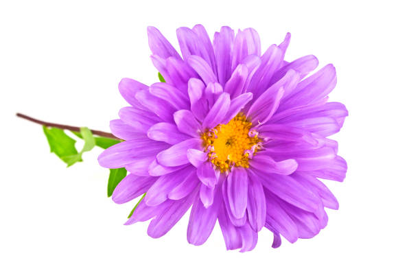 istock Close-up of violet aster isolated on white background 912879670