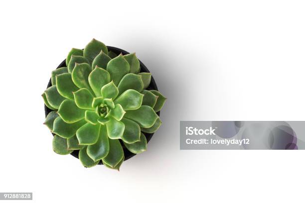 Top View Cactus Plant In Pot Isolate On White Background Stock Photo - Download Image Now