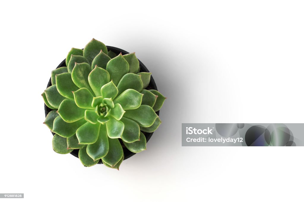 planta do cacto vista superior no pote isolar no fundo branco - Foto de stock de Flora royalty-free