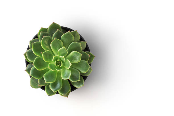 top view cactus plant in pot isolate on white background - small plants imagens e fotografias de stock