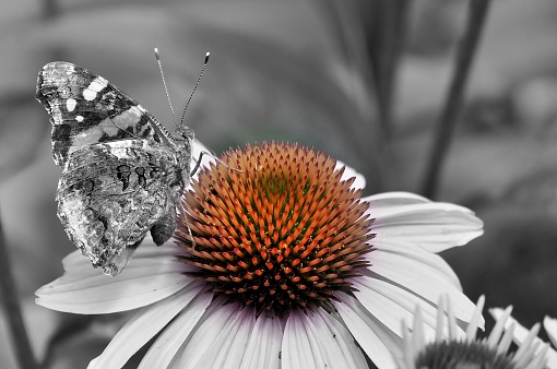 Close up of red admiral, vanessa atalanta butterfly on perfect echinacea purpurea flower.