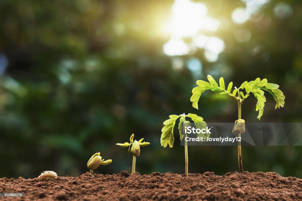 plant seeding growing step with sunlight with vintage tone filter Growth Stock Photo