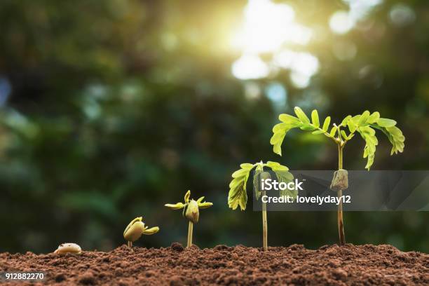 Plant Seeding Growing Step With Sunlight With Vintage Tone Filter Stock Photo - Download Image Now