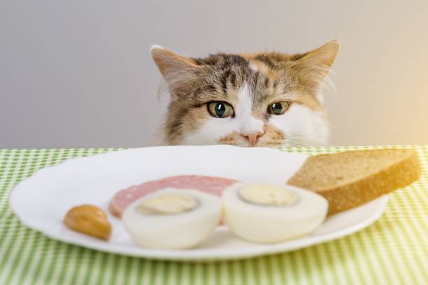 istock Tricolor cat steals sausage from the table. 912882724