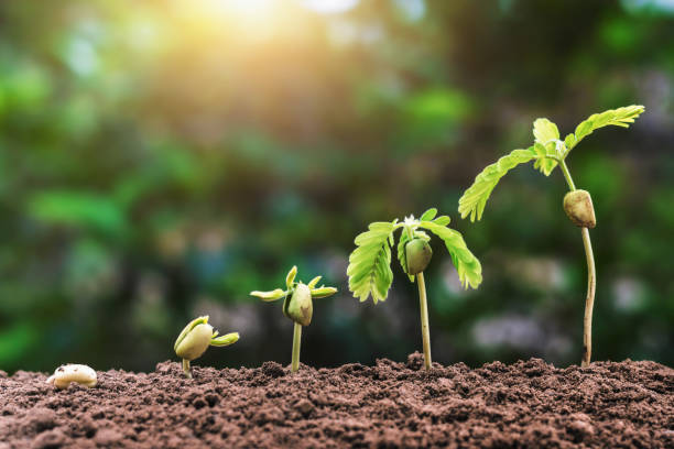 istock plant seeding growing step with sunlight. agriculture concept in farm 912882738