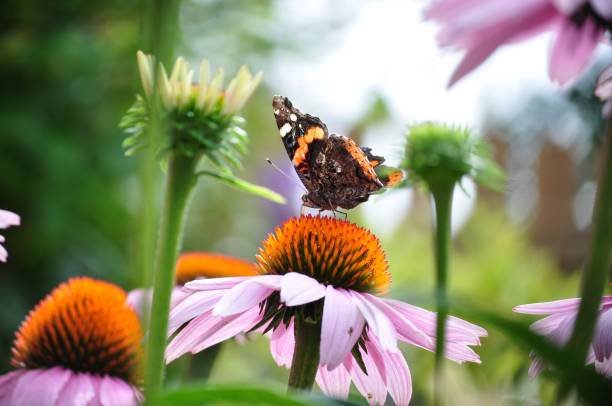 Butterfly Red Admiral, Vanessa atalanta among flowers. Colorful butterfly on a pretty cone flower. Vivid colors. Blurry background. illinois nature stock pictures, royalty-free photos & images