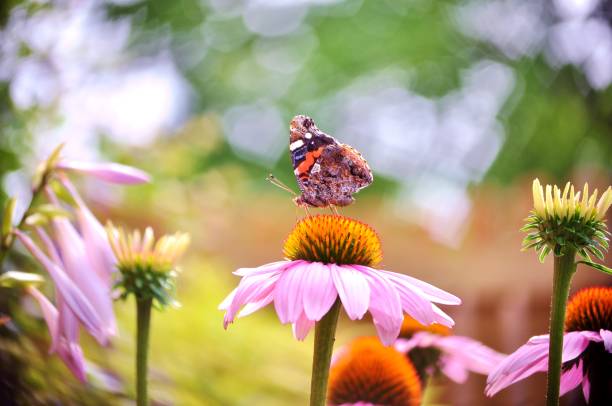 istock Red admiral butterfly over a heart shaped bokeh background. 912882904