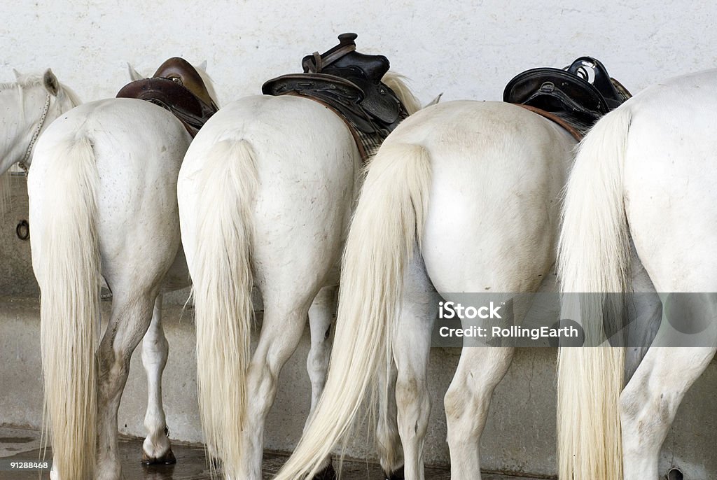 Trekking Ponys - Lizenzfrei Pferd Stock-Foto