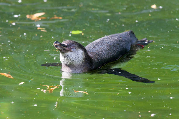 istock a little penguin swims in a lake 912885344