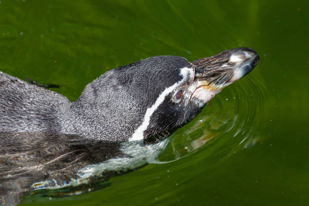 istock a little penguin swims in a lake 912885410