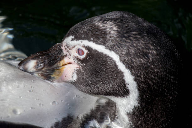 istock a little penguin swims in a lake 912885464