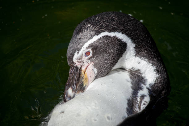 istock a little penguin swims in a lake 912885486
