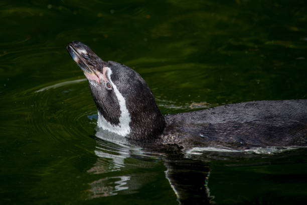 istock a little penguin swims in a lake 912885526