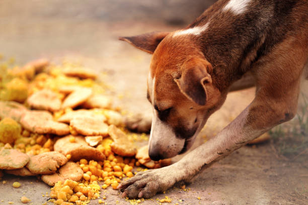 istock Dog enjoying sweet food 912885578