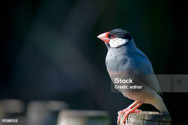 Finch Stock Photo - Download Image Now - Africa, Animal Wing, Beak