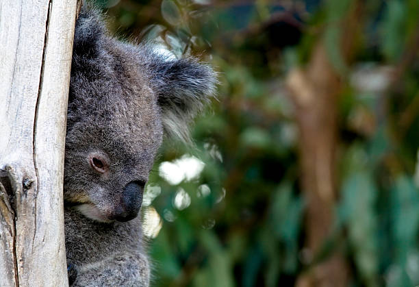 coala - koala sydney australia australia animal - fotografias e filmes do acervo