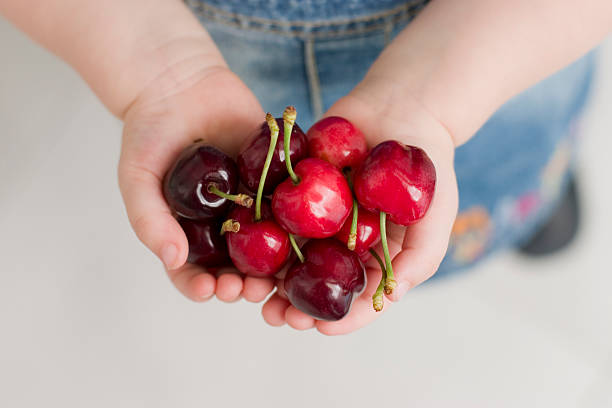 woman hand holding red cherries fruit isolated on white background