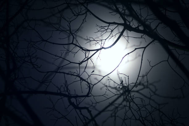night landscape with a tree in the moonlight