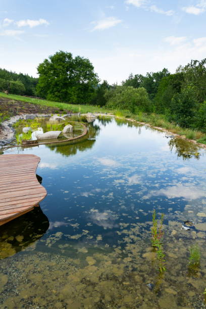 istock Plants used at natural swimming pond for purifying water 912889956