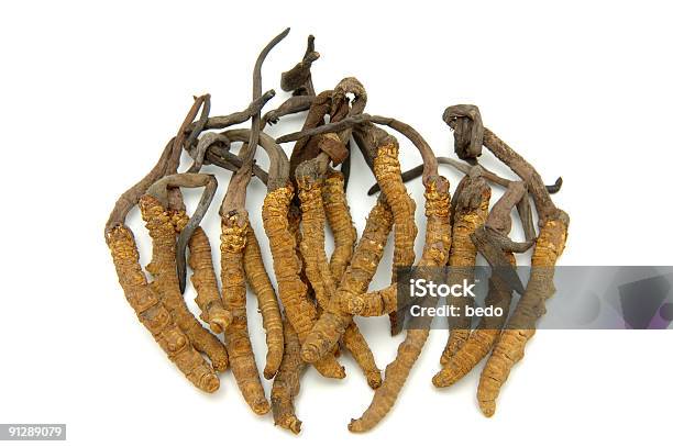 Specimen Of Cordyceps A Genus Of Ascomycete Fungus Stock Photo - Download Image Now