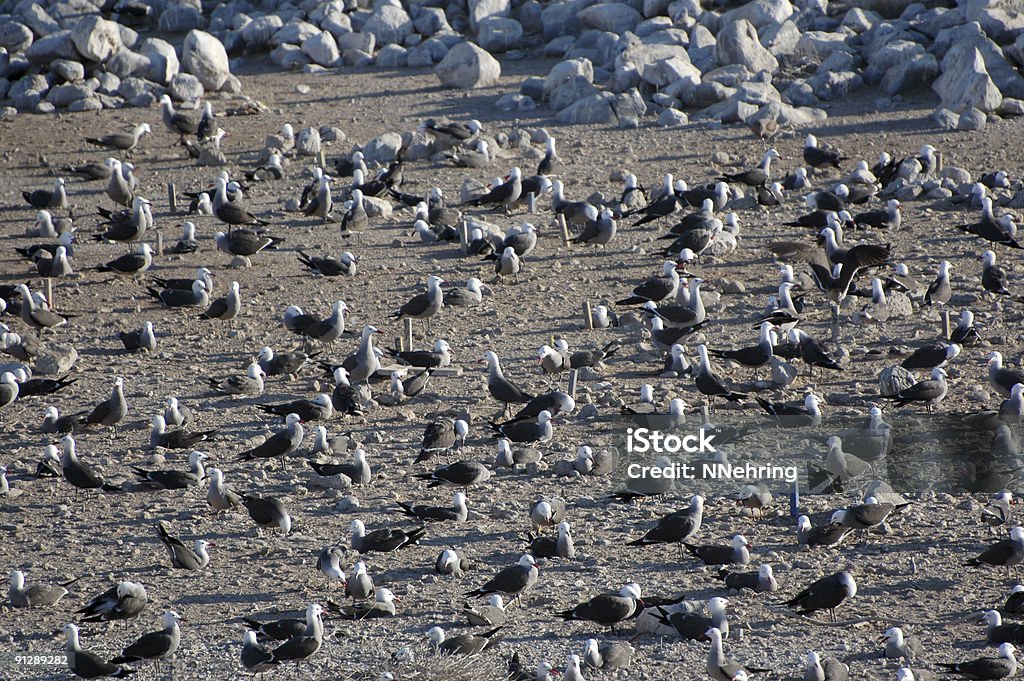 Хеерман чайки, Larus heermanni - Стоковые фото International Biosphere Reserves роялти-фри