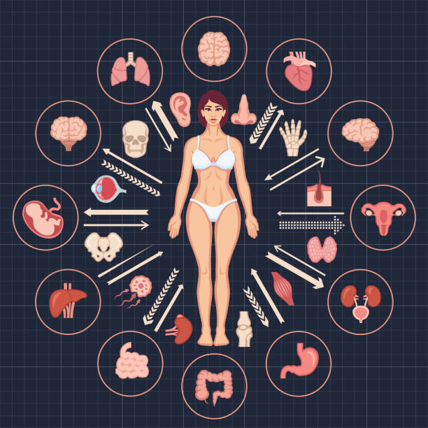 Human body and internal organs Human body and internal organs tissue anatomy stock illustrations