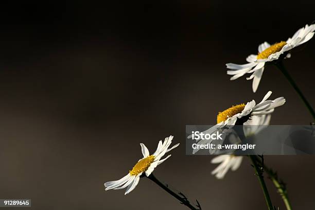 Some Camomiles Stock Photo - Download Image Now - Beauty In Nature, Blossom, Botany