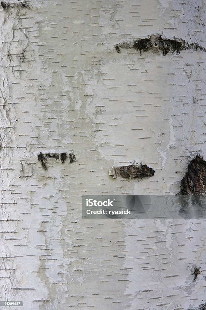 Nahaufnahme des weißen Birch Textur Hintergrund - Lizenzfrei Hänge-Birke Stock-Foto